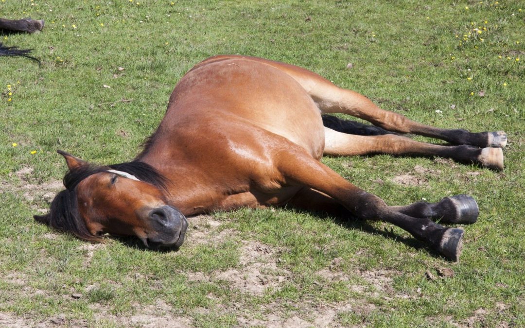 What is a NAP Bet?